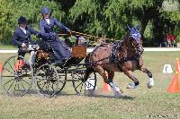 Photo n 45655&#10;KISBER-ASZAR CH-EU 2018&#10;Linna Christiansen (Swe)&#10;Affiche 16 fois&#10;Ajoute le 20/08/2018 08:20:46 par JeanClaudeGrognet&#10;&#10;--> Cliquer pour agrandir <--