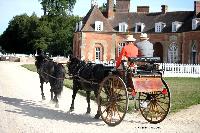 Photo n 46192&#10;CIAT HarasNationalduPin.2018 Photo. N. TOUDIC&#10;Marc MATTHYS. BEL. Merens. Tandem Dog Cart&#10;Affiche 26 fois&#10;Ajoute le 17/09/2018 17:05:58 par Nadinetoudic&#10;&#10;--> Cliquer pour agrandir <--