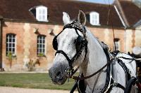 Photo n 46201&#10;CIAT HarasNationalduPin.2018 Photo. N. TOUDIC&#10;Ides CORNILLIE. BEL. Pure race Espagnole, Andalou. Petit Duc&#10;Affiche 11 fois&#10;Ajoute le 17/09/2018 17:05:58 par Nadinetoudic&#10;&#10;--> Cliquer pour agrandir <--