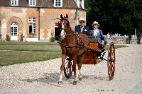Photo n 46207&#10;CIAT HarasNationalduPin.2018 Photo. N. TOUDIC&#10;Michel HEYLIGEN. FR. KWPN. Eastwillington&#10;Affiche 105 fois&#10;Ajoute le 17/09/2018 17:05:58 par Nadinetoudic&#10;&#10;--> Cliquer pour agrandir <--