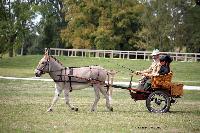 Photo n 46212&#10;CIAT HarasNationalduPin.2018 Photo. N. TOUDIC&#10;Bruno GUIARD. FR. Ane du Cotentin. Panier en osier&#10;Affiche 40 fois&#10;Ajoute le 17/09/2018 17:05:59 par Nadinetoudic&#10;&#10;--> Cliquer pour agrandir <--