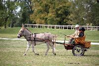 Photo n° 46212
CIAT HarasNationalduPin.2018 Photo. N. TOUDIC
Bruno GUIARD. FR. Ane du Cotentin. Panier en osier
Affichée 37 fois
Ajoutée le 17/09/2018 17:05:59 par Nadinetoudic

--> Cliquer pour agrandir <--