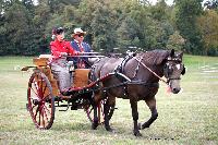 Photo n 46216&#10;CIAT HarasNationalduPin.2018 Photo. N. TOUDIC&#10;Sabine CHEENNE. FR. Poney Franais de selle. 1/2 Tonneau&#10;Affiche 203 fois&#10;Ajoute le 17/09/2018 17:05:59 par Nadinetoudic&#10;&#10;--> Cliquer pour agrandir <--