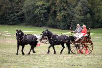 Photo n 46218&#10;CIAT HarasNationalduPin.2018 Photo. N. TOUDIC&#10;Marc MATTHYS. BEL. Merens. Tandem Dog Cart&#10;Affiche 27 fois&#10;Ajoute le 17/09/2018 17:05:59 par Nadinetoudic&#10;&#10;--> Cliquer pour agrandir <--
