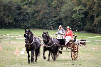 Photo n 46219&#10;CIAT HarasNationalduPin.2018 Photo. N. TOUDIC&#10;Marc MATTHYS. BEL. Merens. Tandem Dog Cart&#10;Affiche 30 fois&#10;Ajoute le 17/09/2018 17:05:59 par Nadinetoudic&#10;&#10;--> Cliquer pour agrandir <--