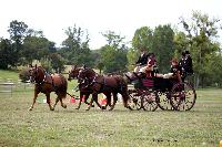 Photo n 46222&#10;CIAT HarasNationalduPin.2018 Photo. N. TOUDIC&#10;Norbert COULON. FR. Cob Normand. Grand Break de Chasse&#10;Affiche 26 fois&#10;Ajoute le 17/09/2018 17:05:59 par Nadinetoudic&#10;&#10;--> Cliquer pour agrandir <--