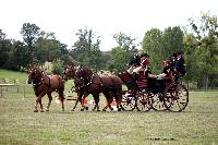 Photo n 46223&#10;CIAT HarasNationalduPin.2018 Photo. N. TOUDIC&#10;Norbert COULON. FR. Cob Normand. Grand Break de Chasse&#10;Affiche 25 fois&#10;Ajoute le 17/09/2018 17:05:59 par Nadinetoudic&#10;&#10;--> Cliquer pour agrandir <--