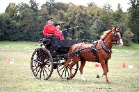 Photo n 46225&#10;CIAT HarasNationalduPin2018 Photo N. TOUDIC&#10;Freddy MOREAU. FR. Anglo Arabe. Dog Cart&#10;Affiche 181 fois&#10;Ajoute le 18/09/2018 08:40:24 par Nadinetoudic&#10;&#10;--> Cliquer pour agrandir <--