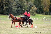 Photo n 46226&#10;CIAT HarasNationalduPin2018 Photo N. TOUDIC&#10;Freddy MOREAU. FR. Anglo Arabe. Dog Cart&#10;Affiche 22 fois&#10;Ajoute le 18/09/2018 08:40:24 par Nadinetoudic&#10;&#10;--> Cliquer pour agrandir <--