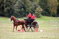 Photo n° 46226
CIAT HarasNationalduPin2018 Photo N. TOUDIC
Freddy MOREAU. FR. Anglo Arabe. Dog Cart
Affichée 21 fois
Ajoutée le 18/09/2018 08:40:24 par Nadinetoudic

--> Cliquer pour agrandir <--