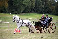 Photo n 46235&#10;CIAT HarasNationalduPin2018 Photo N. TOUDIC&#10;Ides CORNILLIE. BEL. Cheval de pure race espagnole. Voiture : Petit Duc&#10;Affiche 20 fois&#10;Ajoute le 18/09/2018 08:40:24 par Nadinetoudic&#10;&#10;--> Cliquer pour agrandir <--