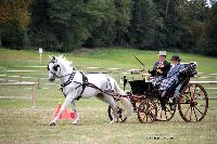 Photo n° 46235
CIAT HarasNationalduPin2018 Photo N. TOUDIC
Ides CORNILLIE. BEL. Cheval de pure race espagnole. Voiture : Petit Duc
Affichée 17 fois
Ajoutée le 18/09/2018 08:40:24 par Nadinetoudic

--> Cliquer pour agrandir <--