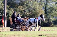 Photo n 46280&#10;CDF Trec en Attelage. Moutiers au Perche 2018. &#10;Alison SCHWITZGEBEL
Photo Nadine TOUDIC&#10;Affiche 41 fois&#10;Ajoute le 02/10/2018 11:31:38 par Nadinetoudic&#10;&#10;--> Cliquer pour agrandir <--