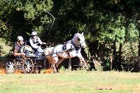 Photo n 46281&#10;CDF Trec en Attelage. Moutiers au Perche 2018. &#10;Perrine COLLINOT
Photo Nadine TOUDIC&#10;Affiche 45 fois&#10;Ajoute le 02/10/2018 11:31:38 par Nadinetoudic&#10;&#10;--> Cliquer pour agrandir <--