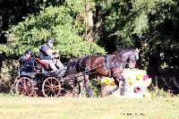 Photo n 46282&#10;CDF Trec en Attelage. Moutiers au Perche 2018. &#10;Yvon BEUVIN
Photo Nadine TOUDIC&#10;Affiche 49 fois&#10;Ajoute le 02/10/2018 11:31:38 par Nadinetoudic&#10;&#10;--> Cliquer pour agrandir <--