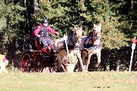 Photo n 46285&#10;CDF Trec en Attelage. Moutiers au Perche 2018. &#10;Bruno LEGER
Photo Nadine TOUDIC&#10;Affiche 19 fois&#10;Ajoute le 02/10/2018 11:31:38 par Nadinetoudic&#10;&#10;--> Cliquer pour agrandir <--