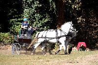 Photo n 46288&#10;CDF Trec en Attelage. Moutiers au Perche 2018. &#10;Magali MAC CLENIHAN
Photo Nadine TOUDIC&#10;Affiche 32 fois&#10;Ajoute le 02/10/2018 11:31:38 par Nadinetoudic&#10;&#10;--> Cliquer pour agrandir <--