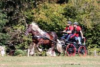 Photo n 46292&#10;CDF Trec en Attelage. Moutiers au Perche 2018. &#10;Cdric VITTE
Photo Nadine TOUDIC&#10;Affiche 23 fois&#10;Ajoute le 02/10/2018 11:31:38 par Nadinetoudic&#10;&#10;--> Cliquer pour agrandir <--