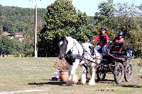 Photo n 46295&#10;CDF Trec en Attelage. Moutiers au Perche 2018. &#10;Marion DUPOUY
Photo Nadine TOUDIC&#10;Affiche 18 fois&#10;Ajoute le 02/10/2018 11:31:38 par Nadinetoudic&#10;&#10;--> Cliquer pour agrandir <--