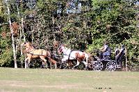 Photo n 46297&#10;CDF Trec en Attelage. Moutiers au Perche 2018. &#10;Pascal PAFFRATH
Photo Nadine TOUDIC&#10;Affiche 22 fois&#10;Ajoute le 02/10/2018 11:31:38 par Nadinetoudic&#10;&#10;--> Cliquer pour agrandir <--
