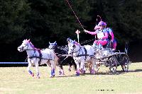 Photo n 46298&#10;CDF Trec en Attelage. Moutiers au Perche 2018. &#10;Cindy CLERC
Photo Nadine TOUDIC&#10;Affiche 82 fois&#10;Ajoute le 02/10/2018 11:31:38 par Nadinetoudic&#10;&#10;--> Cliquer pour agrandir <--