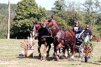 Photo n 46300&#10;CDF Trec en Attelage. Moutiers au Perche 2018. &#10;Benoit FARRAIN
Photo Nadine TOUDIC&#10;Affiche 33 fois&#10;Ajoute le 02/10/2018 11:31:39 par Nadinetoudic&#10;&#10;--> Cliquer pour agrandir <--
