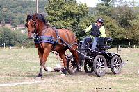 Photo n 46301&#10;CDF Trec en Attelage. Moutiers au Perche 2018. &#10;Alain ELVIRA
Photo Nadine TOUDIC&#10;Affiche 163 fois&#10;Ajoute le 02/10/2018 11:31:39 par Nadinetoudic&#10;&#10;--> Cliquer pour agrandir <--