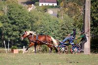 Photo n 46304&#10;CDF Trec en Attelage. Moutiers au Perche 2018. &#10;Steve LATRUFFE
Photo Nadine TOUDIC&#10;Affiche 26 fois&#10;Ajoute le 02/10/2018 11:31:39 par Nadinetoudic&#10;&#10;--> Cliquer pour agrandir <--