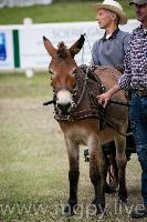 Photo n 47878&#10;SAUMUR 2019 photo Mlanie Guillamot mgpy.live&#10;&#10;Affiche 8 fois&#10;Ajoute le 12/06/2019 07:51:28 par JeanClaudeGrognet&#10;&#10;--> Cliquer pour agrandir <--