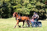 Photo n 48934&#10;TOURVILLE-LES-IFS 2019. Photo Nadine TOUDIC&#10;Alexandre THIBAUDEAU&#10;Affiche 10 fois&#10;Ajoute le 29/08/2019 08:24:55 par Nadinetoudic&#10;&#10;--> Cliquer pour agrandir <--