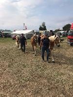 Photo n 49081&#10;KISBER ASZAR CdM Poneys photo Dudule&#10;retour du toisage quipe Rolph Guthmann&#10;Affiche 35 fois&#10;Ajoute le 24/09/2019 09:37:27 par JeanClaudeGrognet&#10;&#10;--> Cliquer pour agrandir <--