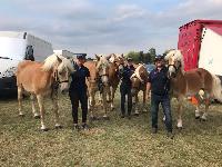 Photo n 49082&#10;KISBER ASZAR CdM Poneys photo Dudule&#10;retour du toisage quipe Rolph Guthmann&#10;Affiche 44 fois&#10;Ajoute le 24/09/2019 09:37:27 par JeanClaudeGrognet&#10;&#10;--> Cliquer pour agrandir <--