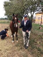 Photo n 49115&#10;KISBER ASZAR CdM poneys photo Dudule&#10;Carine Poentis&#10;Affiche 67 fois&#10;Ajoute le 24/09/2019 17:32:28 par JeanClaudeGrognet&#10;&#10;--> Cliquer pour agrandir <--