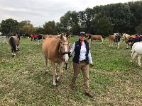Photo n 49117&#10;KISBER ASZAR CdM poneys photo Dudule&#10;Equipe Rolph Guthmann&#10;Affiche 46 fois&#10;Ajoute le 24/09/2019 17:32:28 par JeanClaudeGrognet&#10;&#10;--> Cliquer pour agrandir <--