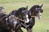 Photo n 49137&#10;KISBER CdM poneys&#10;Les poneys de Jean Frdric Selle&#10;Affiche 28 fois&#10;Ajoute le 27/09/2019 08:30:50 par JeanClaudeGrognet&#10;&#10;--> Cliquer pour agrandir <--