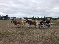 Photo n 49141&#10;KISBER CdM Poneys photo Dudule&#10;Rolph Guthmann&#10;Affiche 27 fois&#10;Ajoute le 28/09/2019 08:22:39 par JeanClaudeGrognet&#10;&#10;--> Cliquer pour agrandir <--