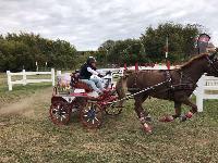 Photo n 49151&#10;KISBER CdM poneys photo Dudule&#10;Claire lefort&#10;Affiche 48 fois&#10;Ajoute le 29/09/2019 10:14:50 par JeanClaudeGrognet&#10;&#10;--> Cliquer pour agrandir <--