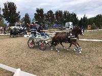 Photo n 49152&#10;KISBER CdM poneys photo Dudule&#10;Robin Cressent&#10;Affiche 43 fois&#10;Ajoute le 29/09/2019 10:14:50 par JeanClaudeGrognet&#10;&#10;--> Cliquer pour agrandir <--