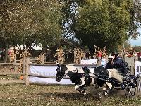 Photo n 49154&#10;KISBER CdM poneys photo Dudule&#10;Anna Chrismann&#10;Affiche 46 fois&#10;Ajoute le 29/09/2019 10:14:50 par JeanClaudeGrognet&#10;&#10;--> Cliquer pour agrandir <--
