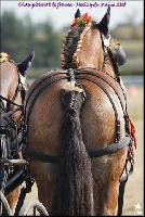 Photo n 49181&#10;Meslay du Maine CdF trait 2019 photo  M.A Jeanjean&#10;&#10;Affiche 25 fois&#10;Ajoute le 06/10/2019 08:52:47 par JeanClaudeGrognet&#10;&#10;--> Cliquer pour agrandir <--