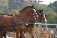 Photo n 49197&#10;Meslay du Maine CdF trait 2019 photo  M.A Jeanjean&#10;&#10;Affiche 21 fois&#10;Ajoute le 06/10/2019 08:52:47 par JeanClaudeGrognet&#10;&#10;--> Cliquer pour agrandir <--