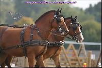 Photo n° 49197
Meslay du Maine CdF trait 2019 photo  M.A Jeanjean

Affichée 18 fois
Ajoutée le 06/10/2019 08:52:47 par JeanClaudeGrognet

--> Cliquer pour agrandir <--