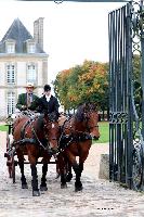 Photo n 49213&#10;La tradition au PIN-AU-HARAS 2019 Photo N. TOUDIC&#10;Bertrand MARECHAUX. Voiture Wagonnette attele  2 Cobs normands&#10;Affiche 10 fois&#10;Ajoute le 16/10/2019 13:50:11 par Nadinetoudic&#10;&#10;--> Cliquer pour agrandir <--
