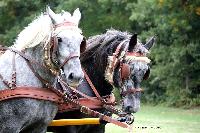Photo n 49217&#10;La tradition au PIN-AU-HARAS 2019 Photo N. TOUDIC&#10;Patrice BIGET. Voiture Grand Break de chasse attele  2 Percherons&#10;Affiche 12 fois&#10;Ajoute le 16/10/2019 13:50:11 par Nadinetoudic&#10;&#10;--> Cliquer pour agrandir <--