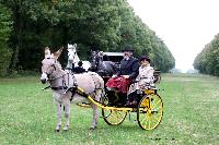 Photo n 49219&#10;La tradition au PIN-AU-HARAS 2019 Photo N. TOUDIC&#10;Bruno GUIARD. Voiture Petit Road Cart attele  un Ane du Cotentin&#10;Affiche 37 fois&#10;Ajoute le 16/10/2019 13:50:11 par Nadinetoudic&#10;&#10;--> Cliquer pour agrandir <--