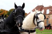 Photo n 49226&#10;La tradition au PIN-AU-HARAS 2019 Photo N. TOUDIC&#10;Anthony GOHIER. Voiture Grand Break attele  4 Percherons&#10;Affiche 12 fois&#10;Ajoute le 16/10/2019 13:50:11 par Nadinetoudic&#10;&#10;--> Cliquer pour agrandir <--