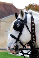 Photo n 49228&#10;La tradition au PIN-AU-HARAS 2019 Photo N. TOUDIC&#10;Anthony GOHIER. Voiture Grand Break attele  4 Percherons&#10;Affiche 19 fois&#10;Ajoute le 16/10/2019 13:50:11 par Nadinetoudic&#10;&#10;--> Cliquer pour agrandir <--
