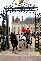 Photo n 49229&#10;La tradition au PIN-AU-HARAS 2019 Photo N. TOUDIC&#10;Anthony GOHIER. Voiture Grand Break attele  4 Percherons&#10;Affiche 15 fois&#10;Ajoute le 16/10/2019 13:50:11 par Nadinetoudic&#10;&#10;--> Cliquer pour agrandir <--