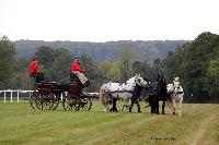 Photo n 49236&#10;La tradition au PIN-AU-HARAS 2019 Photo N. TOUDIC&#10;Anthony GOHIER. Voiture Grand Break attele  4 Percherons&#10;Affiche 16 fois&#10;Ajoute le 16/10/2019 13:50:12 par Nadinetoudic&#10;&#10;--> Cliquer pour agrandir <--