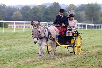 Photo n 49245&#10;La tradition au PIN-AU-HARAS 2019 Photo N. TOUDIC&#10;Bruno GUIARD. Voiture Petit Road Cart attele  un Ane du Cotentin&#10;Affiche 24 fois&#10;Ajoute le 16/10/2019 13:50:12 par Nadinetoudic&#10;&#10;--> Cliquer pour agrandir <--